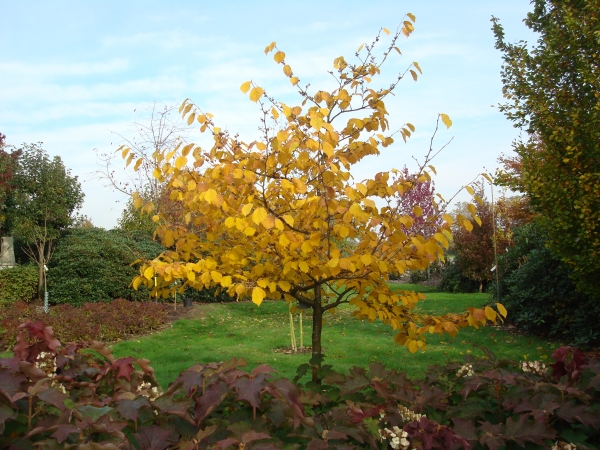 Hamamelis intermedia Pallida