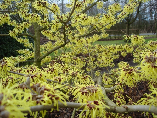 Hamamelis intermedia Pallida