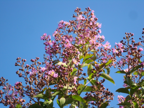 Lagerstroemia Muskogee