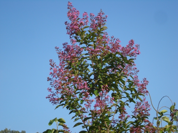 Lagerstroemia Muskogee