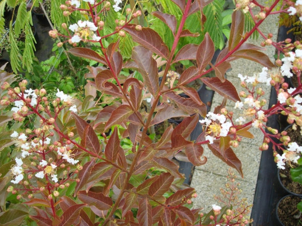 Lagerstroemia Natchez