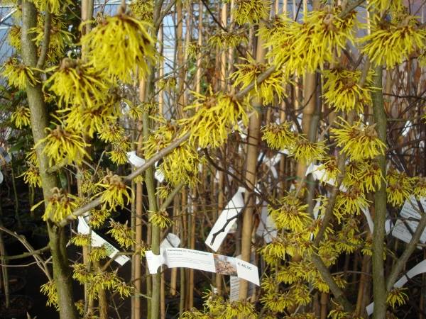 Hamamelis intermedia Arnold Promise