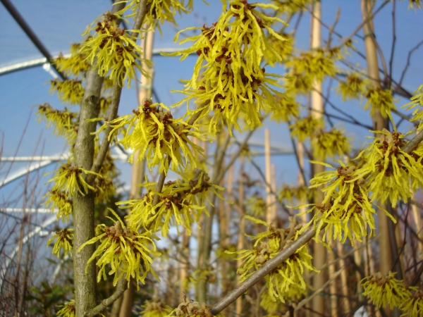 Hamamelis intermedia Arnold Promise