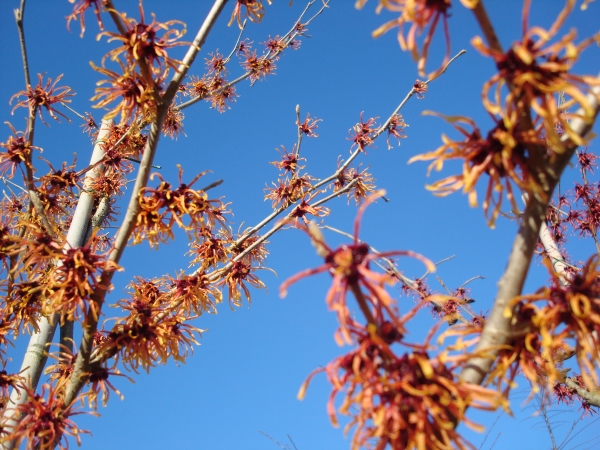 Hamamelis intermedia Jelena 