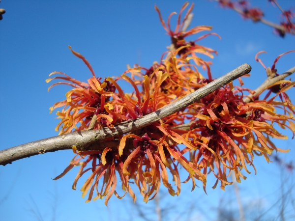 Hamamelis intermedia Jelena 