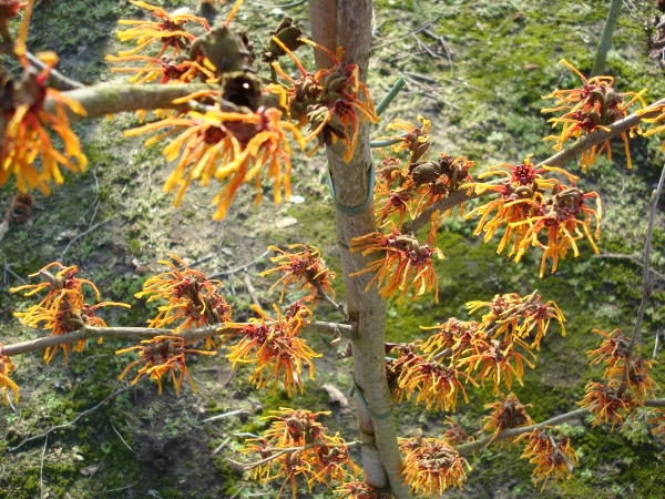 Hamamelis intermedia Aphrodite