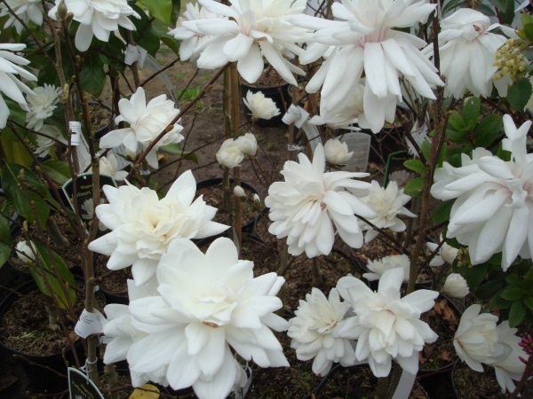 Magnolia loebneri Wildcat