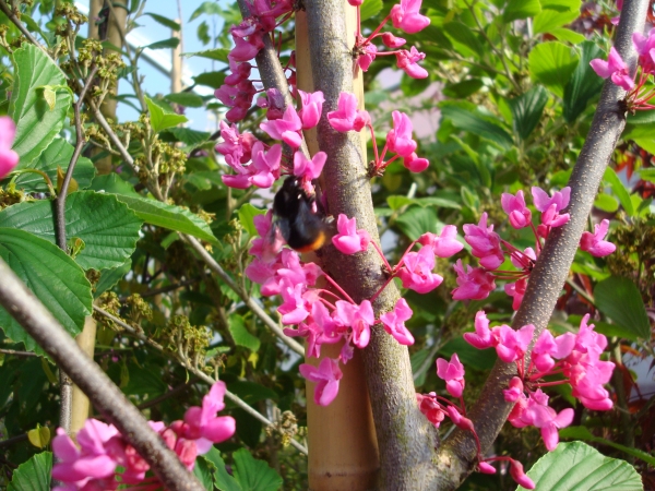 Cercis canadensis Apalachia Red