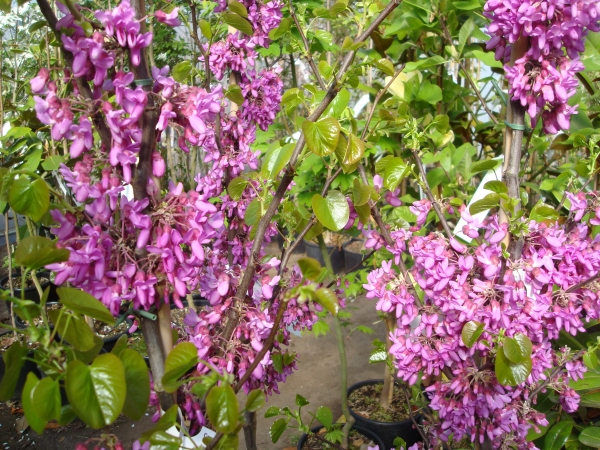 Cercis siliquastrum Bodnant