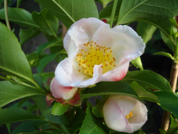 Stewartia rostrata