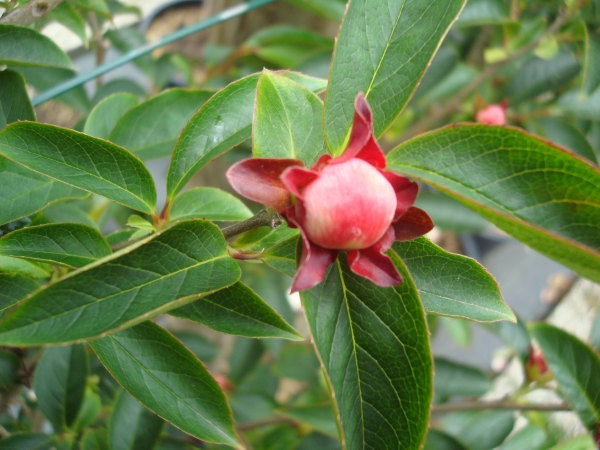 Stewartia rostrata