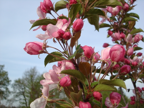 Malus Red Obelisk 