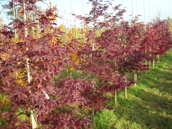 Acer palmatum Red Emperor