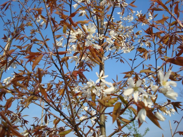 Amelanchier laevis Snowflakes 