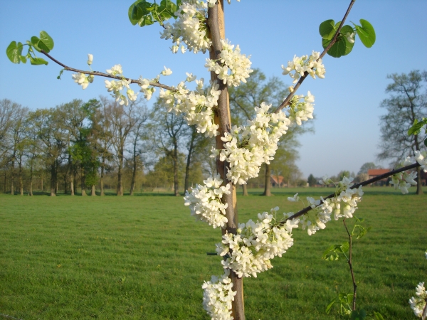 Cercis canadensis Texas White