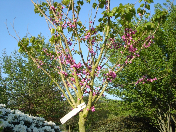 Cercis chinensis Don Egolf