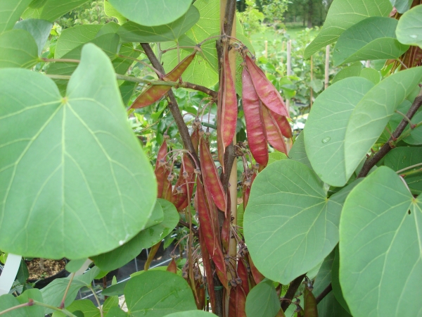 Cercis siliquastrum Bodnant