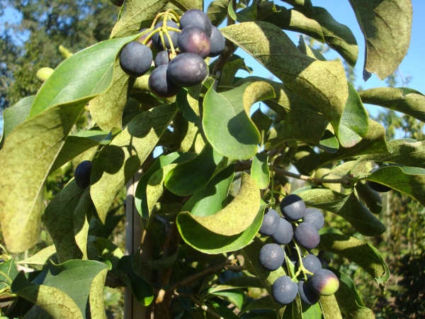 Chionanthus retusus