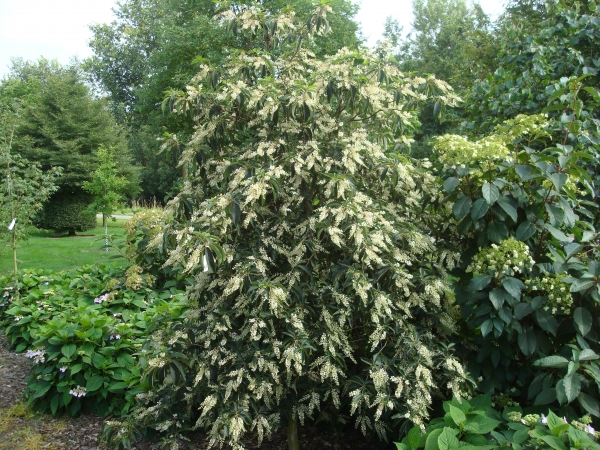 Clethra barbinervis