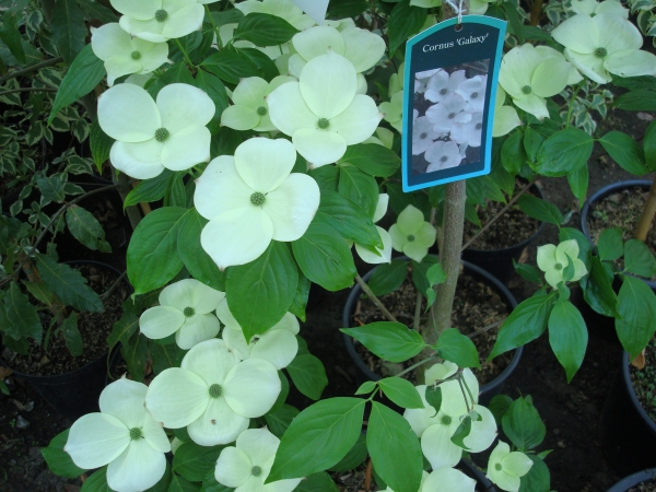 Cornus X Galaxy 