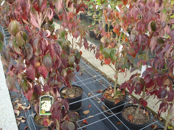 Cornus kousa Schmetterling