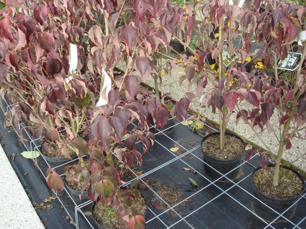 Cornus kousa Weisse Fontaine