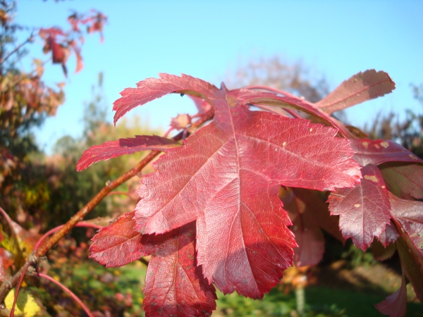 Crataegus pinnatifida major