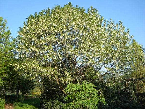 Davidia involucrata 