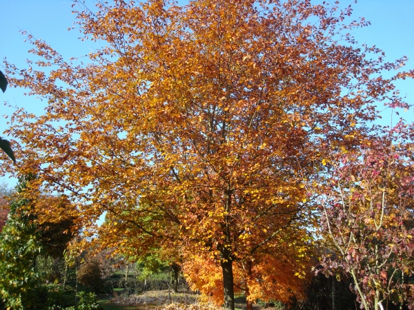 Fagus sylvatica Riversii