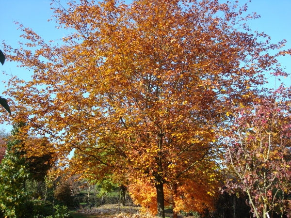 Fagus sylvatica Riversii