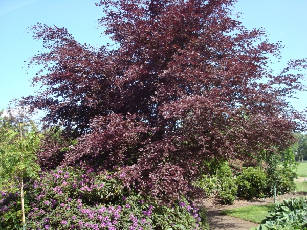 Fagus sylvatica Purpurea Tricolor