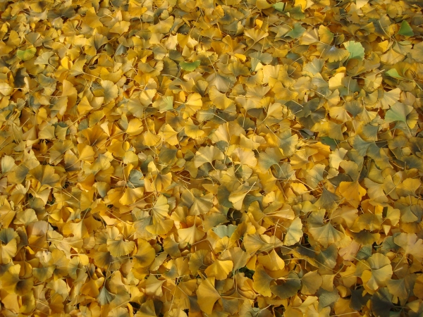 Ginkgo biloba