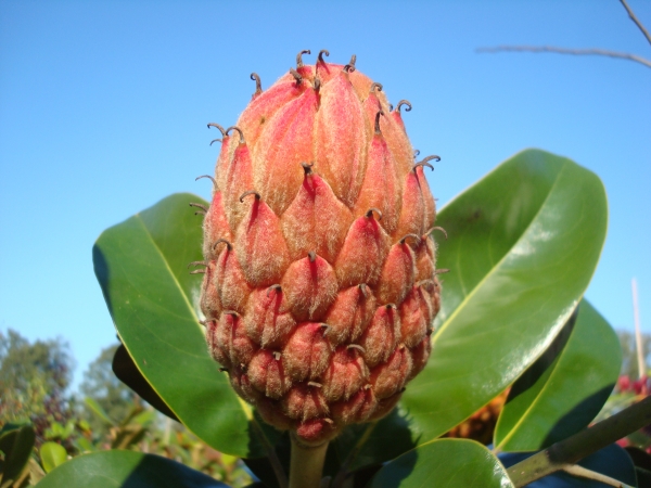 Magnolia grandiflora 