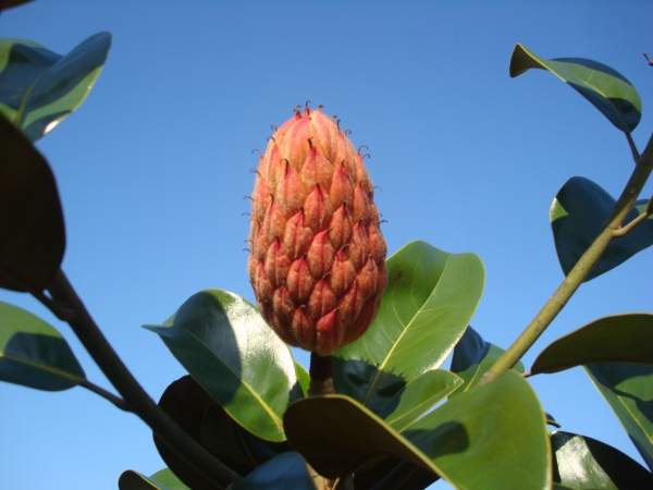 Magnolia grandiflora Tulsa