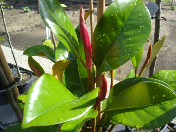 Magnolia grandiflora Kay Parris