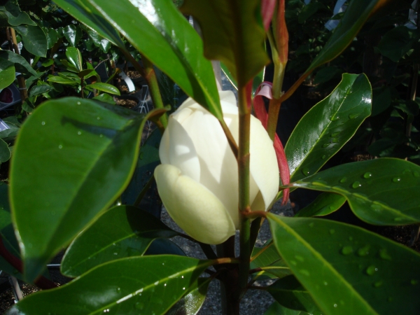 Magnolia grandiflora Kay Parris