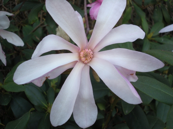 Magnolia loebneri Leonard Messel