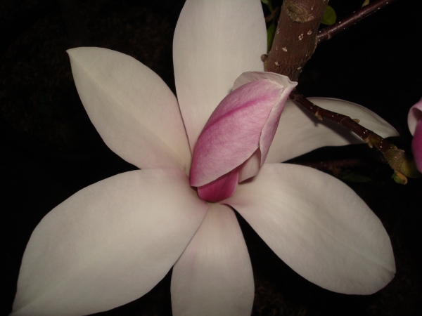 Magnolia Sentinel