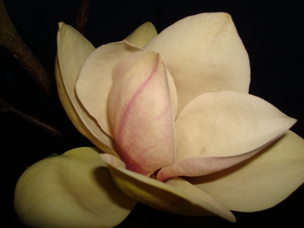 Magnolia Sunsation