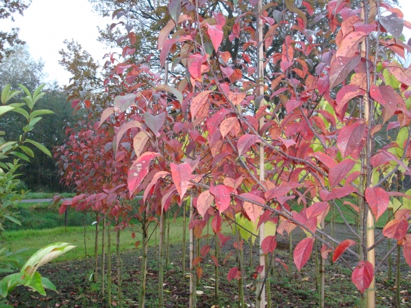 Malus prattii Pourpre Noir