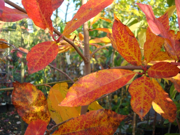 Nyssa sylvatica sheffield Park