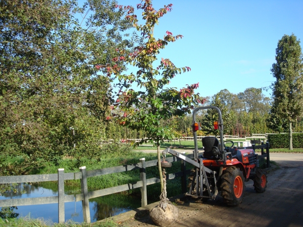 Parrotia persica Bella