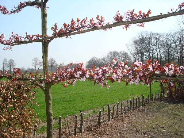 Prunus cerasifera Nigra