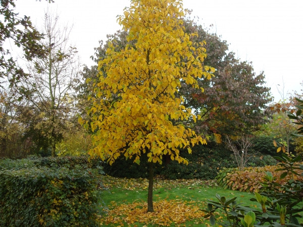 Pterostyrax corymbosa