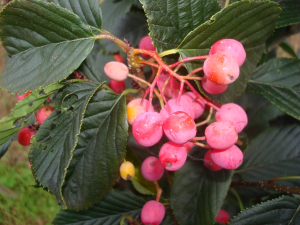 Sorbus alnifolia Red Bird 