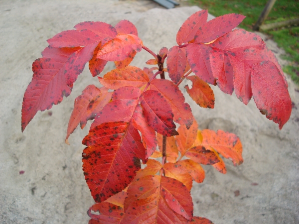 Sorbus Burka