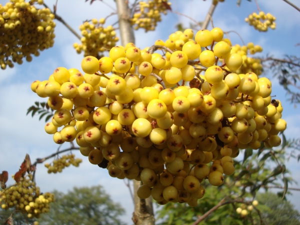 Sorbus Ethel's Gold