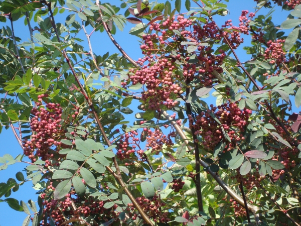 Sorbus hupehensis 