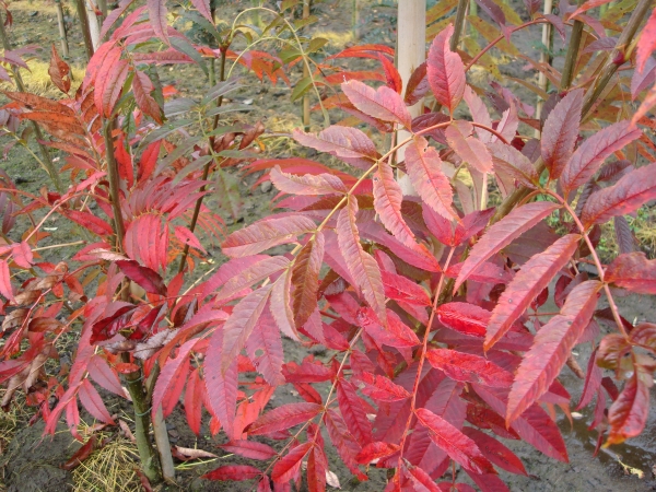 Sorbus Kewensis