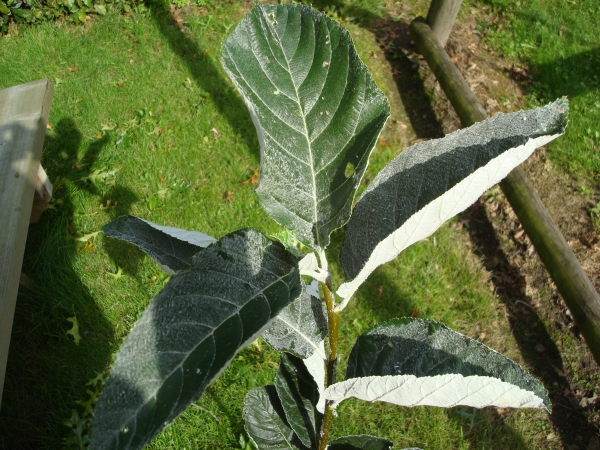 Sorbus thibetica Jhon MItchell